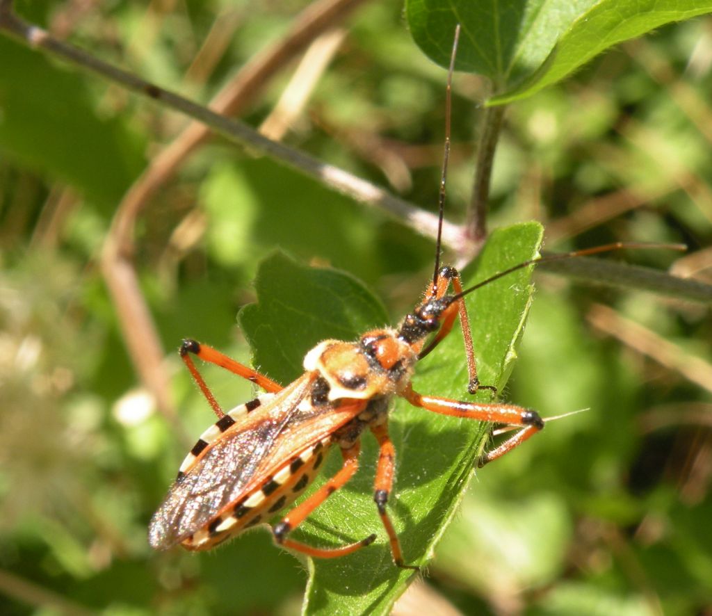 Con vergogna Rhynocoris....